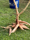 Cassava Cuttings 5-Pack, Manihot esculenta, Drought-Resistant, Full Sun, Tropical Agriculture