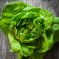 Butterhead Lettuce Seeds - 2000 Non-GMO Organic Lactuca sativa for Home Gardening, Salad Greens, Indoor & Outdoor Cultivation