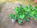 Martha Washington Geranium Plants 2 Years Old Ready to Plant Pelargonium × domesticum for Garden, Pot, or Hanging Basket
