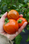 Turkish Orange Eggplant Seeds - Heirloom Organic Non-GMO Vegetable Seeds for Home Garden - Solanum melongena