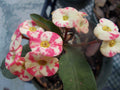 Thai Hybrid Crown of Thorns Pink Mix Rooted Cutting - Euphorbia milii, Indoor/Outdoor Drought-Tolerant Plant