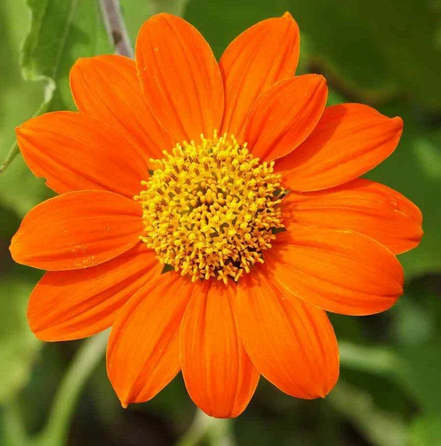 Mexican Sunflower Seeds 50+ Tithonia rotundifolia Annual Orange Flowers for Garden, Pollinator, Drought Tolerant