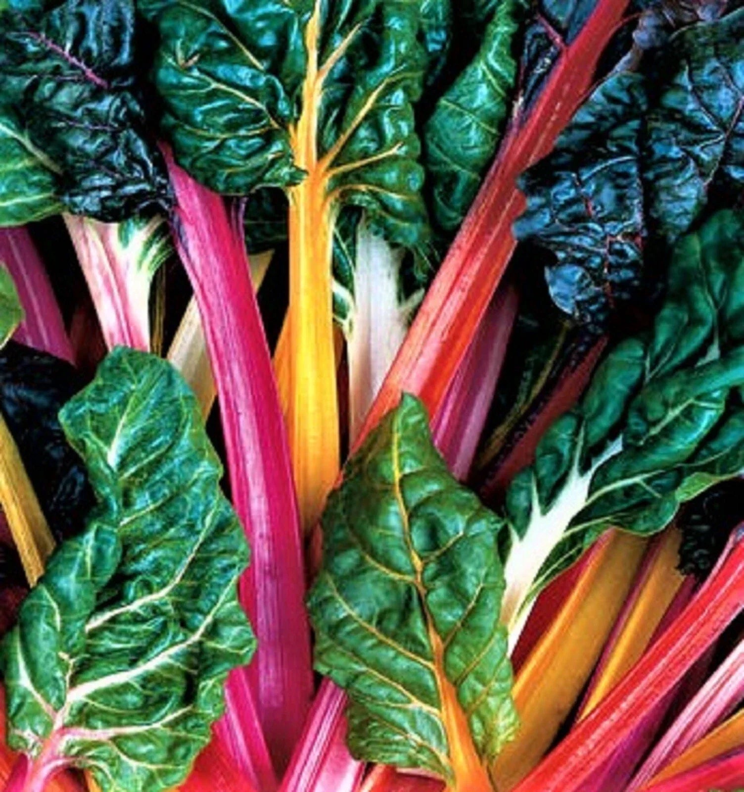 Bright Lights Swiss Chard Seeds 100+ Non-GMO Rainbow Beta vulgaris var. cicla Vegetable Seeds
