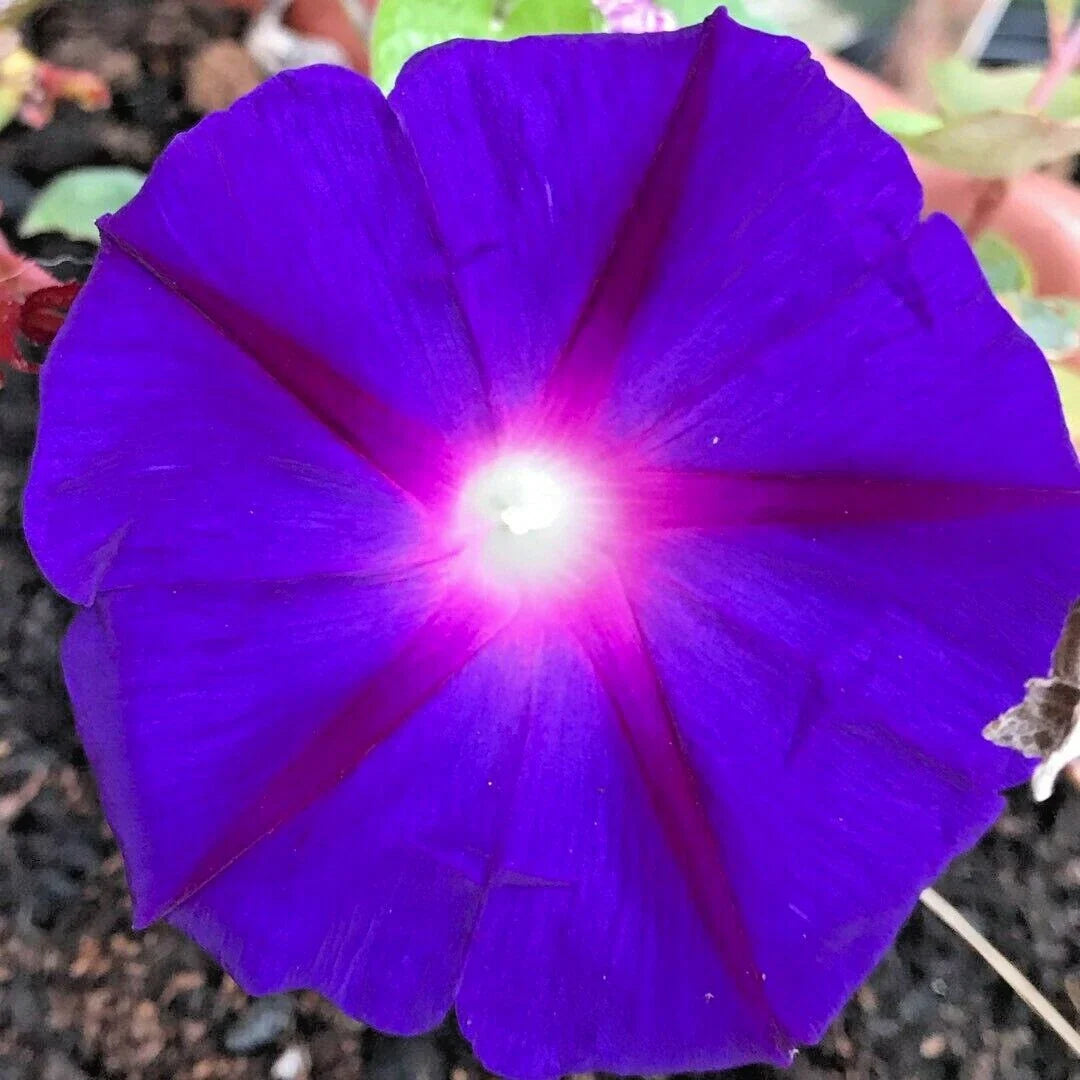 Purple Morning Glory Flower Seeds - 200+ Climbing Vine, Purple Blooms, Ipomoea purpurea, Native Wildflower, Garden Seeds