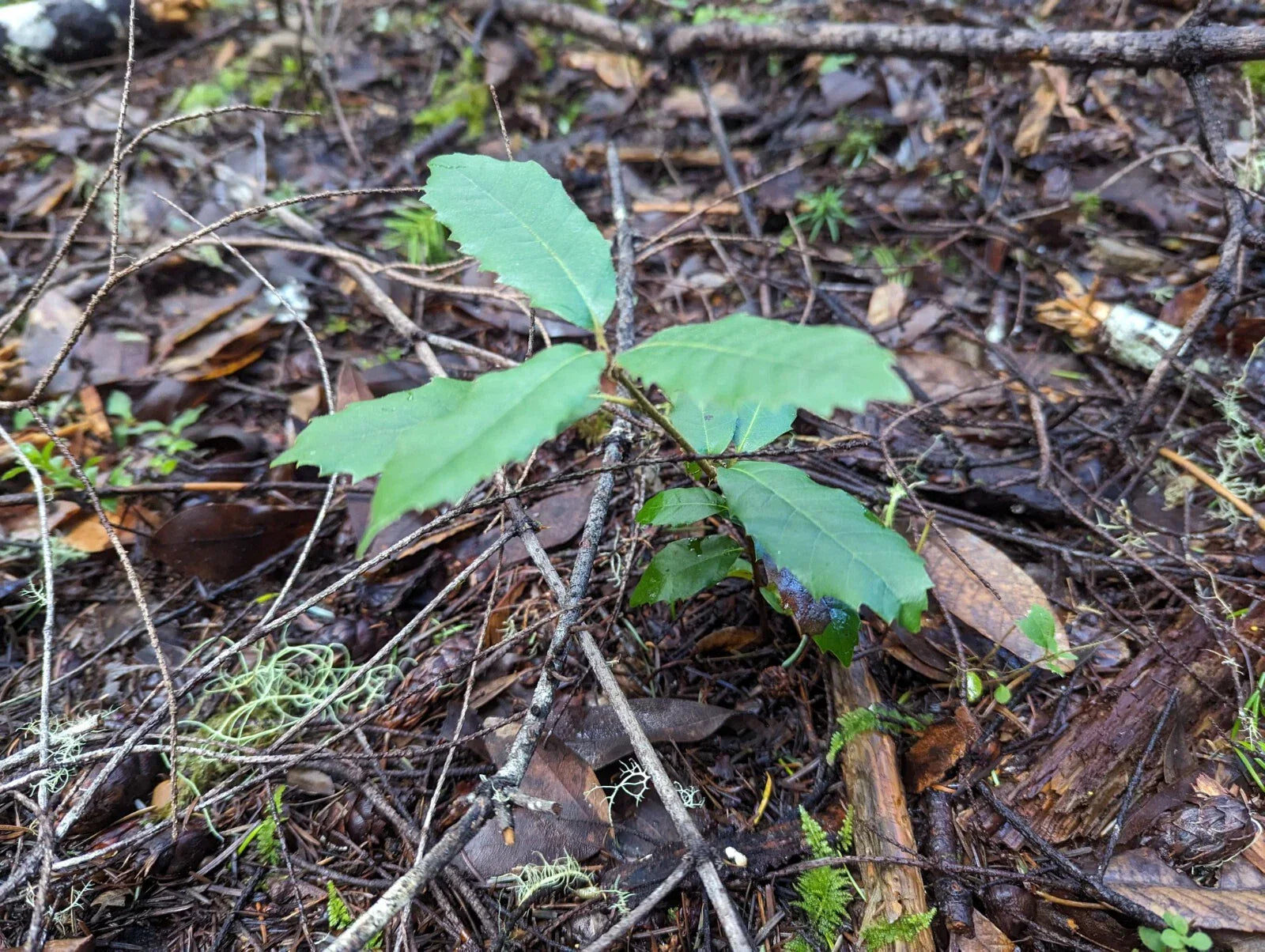 Tan Oak Seedling 1-Gallon Notholithocarpus densiflorus Native Tree for Landscaping and Restoration