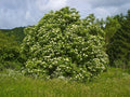 Black Elderberry Seeds, Organic Sambucus nigra, 50 Count for Home Garden, Edible Landscape & Pollinator Attraction