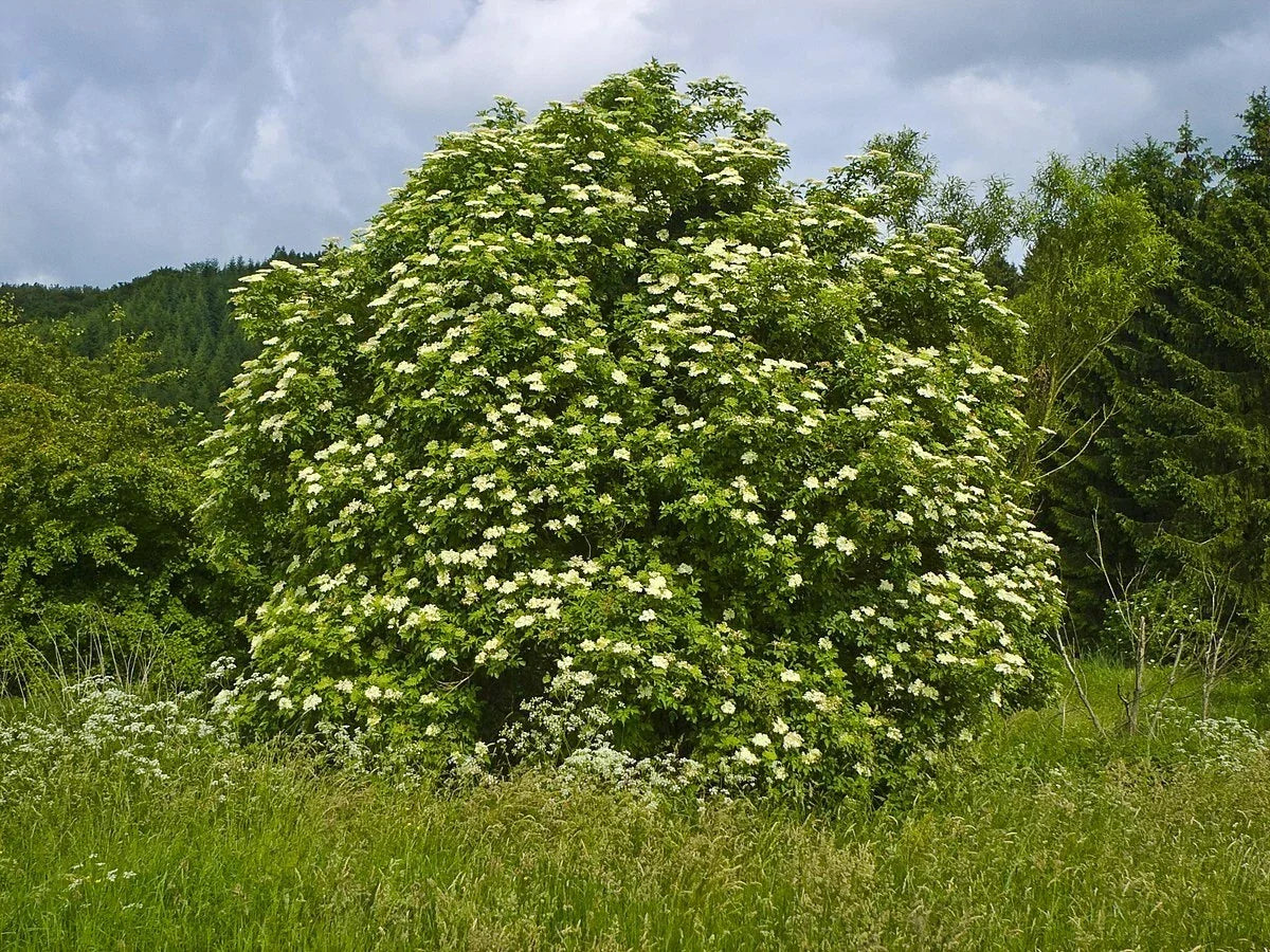 Black Elderberry Seeds, Organic Sambucus nigra, 50 Count for Home Garden, Edible Landscape & Pollinator Attraction