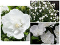 Heirloom White Chiffon Double Rose of Sharon Hibiscus Seeds - 30+ Seeds, Hardy Perennial Flowering Plant, Hibiscus syriacus