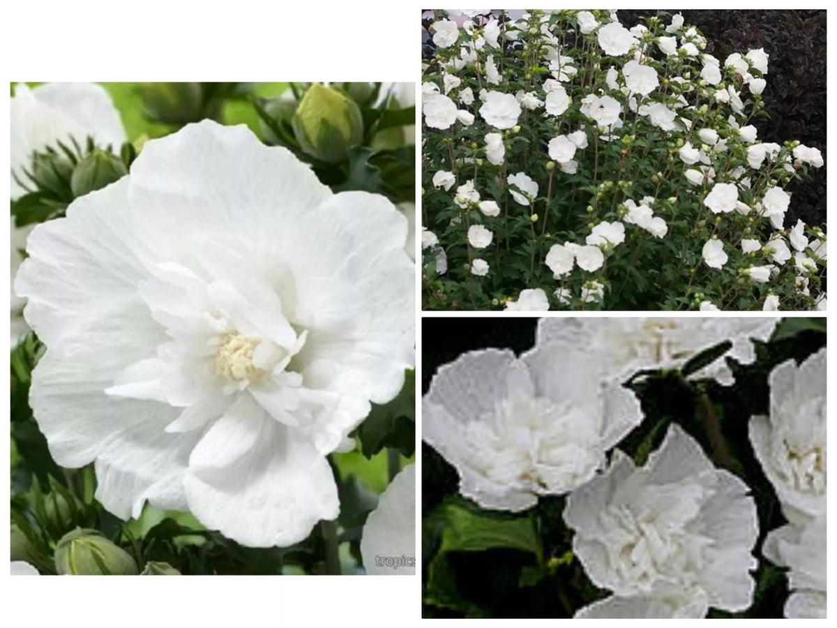 Heirloom White Chiffon Double Rose of Sharon Hibiscus Seeds - 30+ Seeds, Hardy Perennial Flowering Plant, Hibiscus syriacus