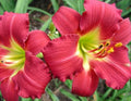 Daylily Plant - Bare Root Fan - Ruby Red Stella Hemerocallis - Vibrant Blooming Perennial