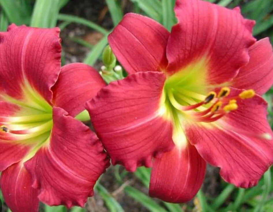 Daylily Plant - Bare Root Fan - Ruby Red Stella Hemerocallis - Vibrant Blooming Perennial
