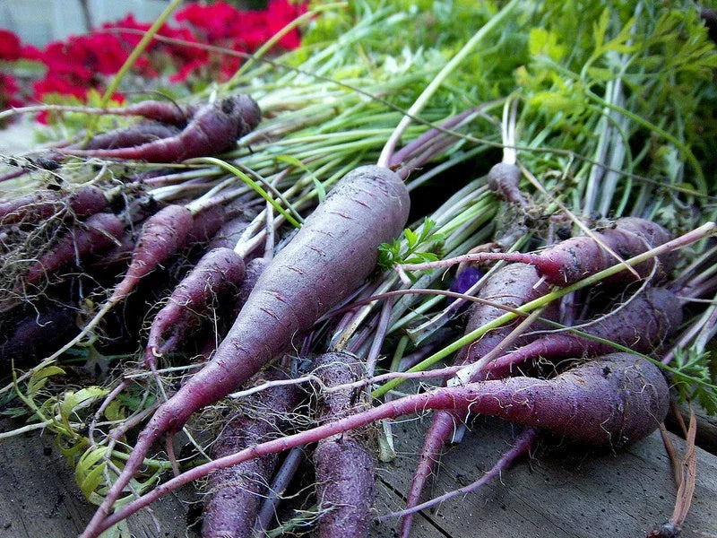 Carrot Seeds - Cosmic Purple Daucus carota - 120 Seeds for Vibrant Purple Root Vegetable Garden
