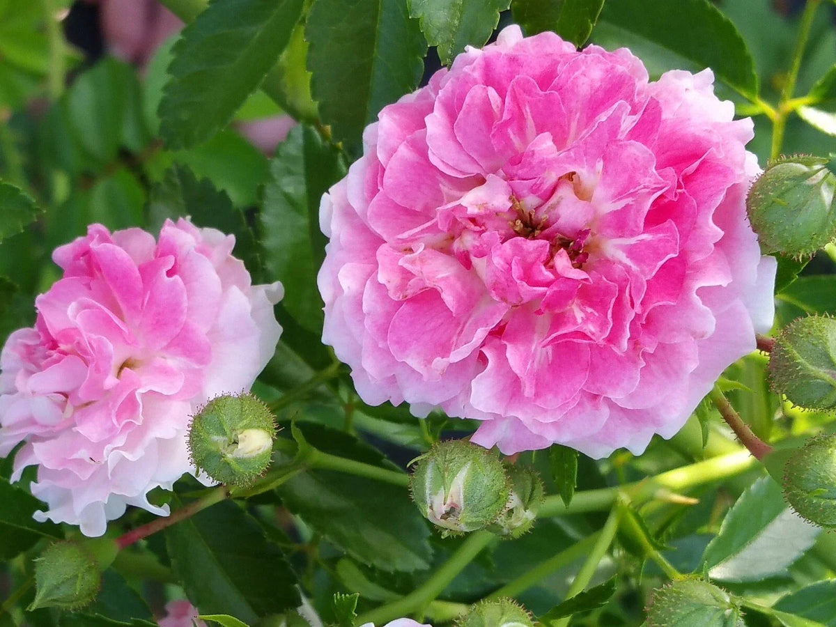 7 Sister Rose Plant Cuttings - Perennial Climbing Rose with Pink Flowers, Rosa 'Seven Sisters' - 5+ Cuttings per Order