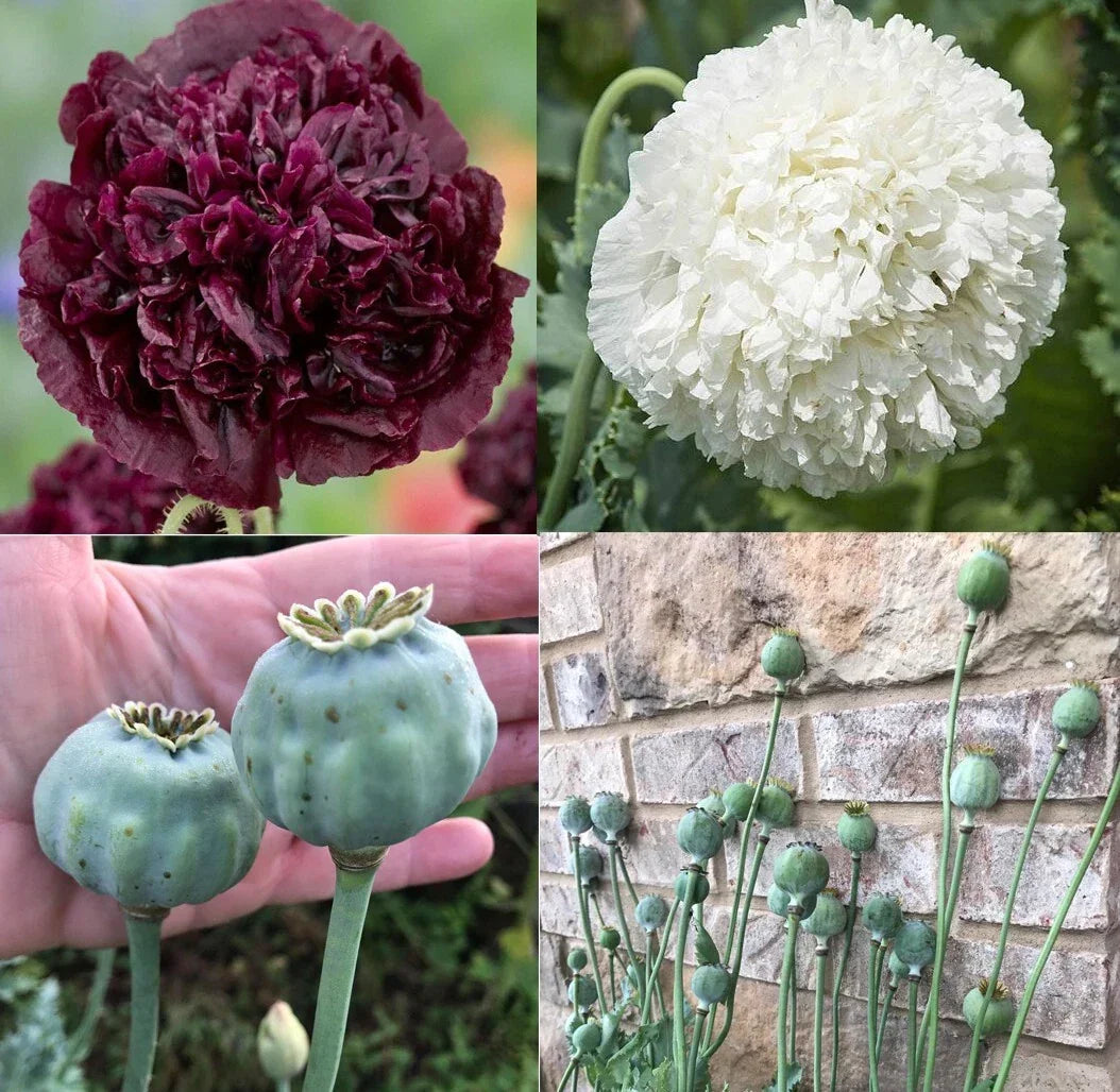 Non-GMO Poppy Seeds TUXEDO Mix Black & White Double Peony Blooms Packet of 500 Seeds Papaver somniferum