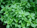 Spicy Globe Basil Plant, Dwarf Bush, Heirloom, Organic Herb, Non-GMO, Ocimum basilicum