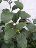 Live Lemon Tree in 3-Gallon Pot | Citrus limon | Blooming Indoor/Outdoor Citrus Plant