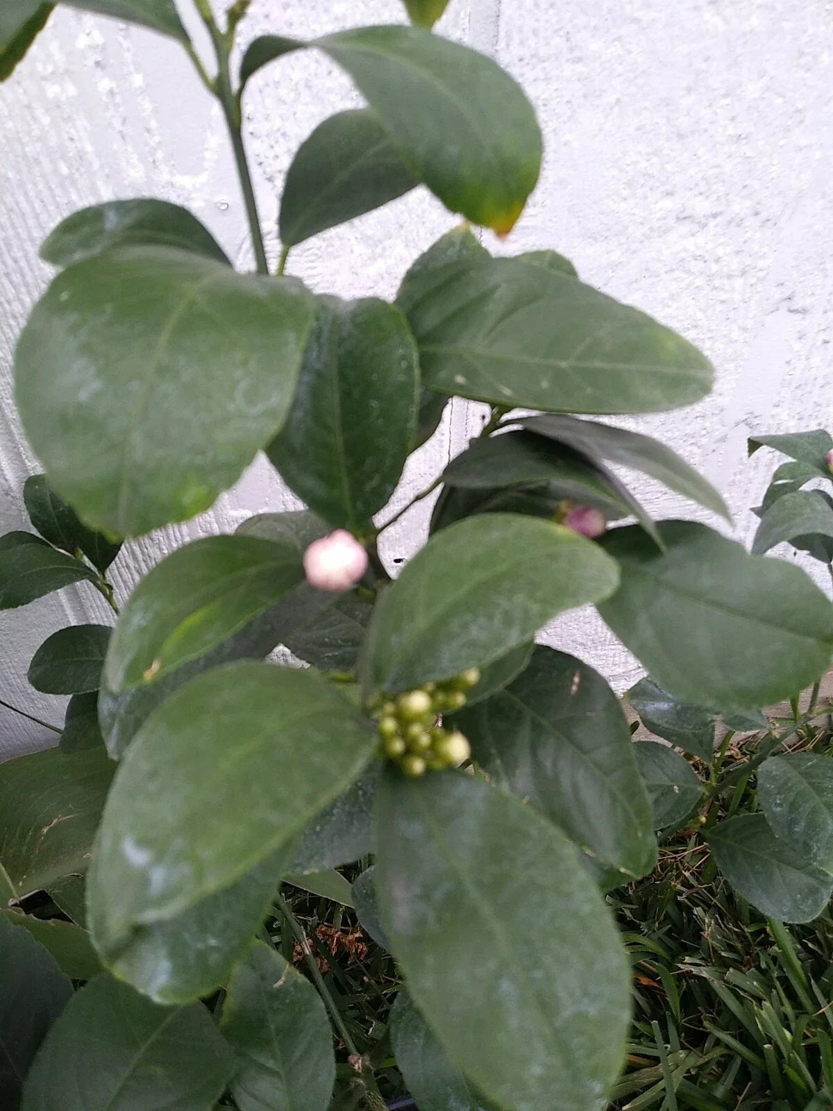 Live Lemon Tree in 3-Gallon Pot | Citrus limon | Blooming Indoor/Outdoor Citrus Plant