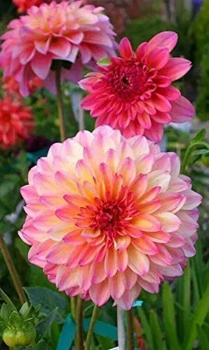Rare Mix Dahlia Flower Seeds - 100+ Count, Easy to Grow, Vibrant Colors, Dahlia pinnata, Garden, Landscape, Pollinator Friendly