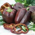 Chocolate Bell Sweet Pepper Seeds - 25+ Heirloom Capsicum annuum for Garden, Indoor & Outdoor Planting
