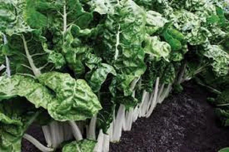Premium Organic Heirloom Swiss Chard Seeds - Fordhook Giant Beta vulgaris subsp. cicla, Non-GMO, Vegetable, Heirloom Seed Pack
