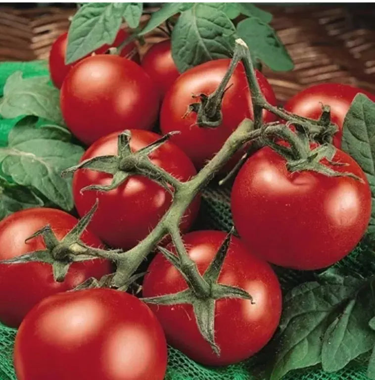 Moneymaker Tomato Seeds – Heirloom Organic Non-GMO – Solanum lycopersicum – Fresh Garden Seeds for Home & Container Gardening