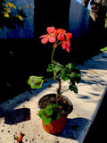 Geranium Live Plant in 3 Inch Pot - Salmon Pink Flowers, Pelargonium × hortorum, Compact, Easy Care