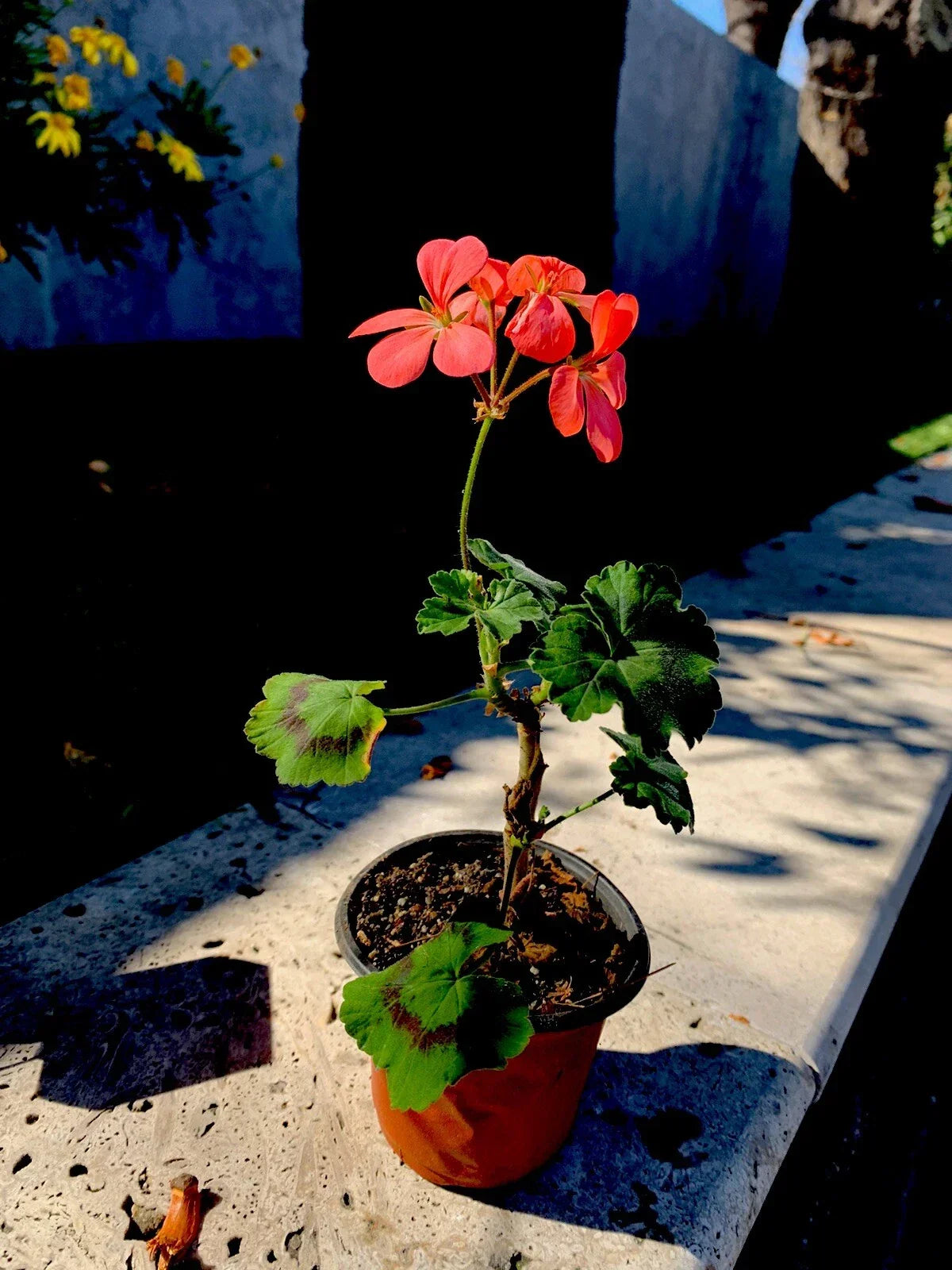 Geranium Live Plant in 3 Inch Pot - Salmon Pink Flowers, Pelargonium × hortorum, Compact, Easy Care