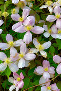 Rue Anemone Bare Root Plant – Perennial Ground Cover, White Flowers, Thalictrum thalictroides
