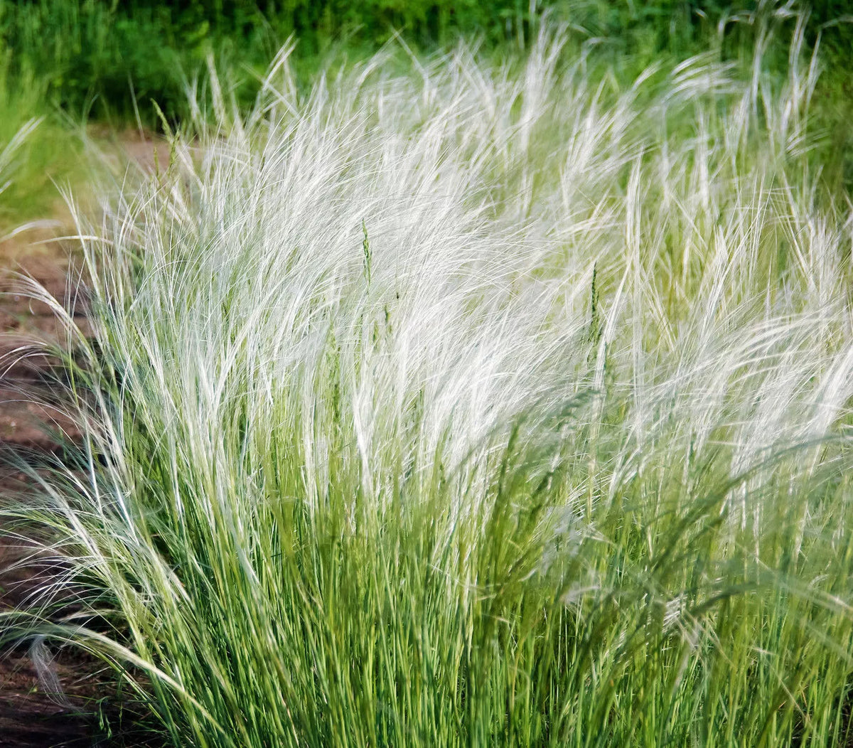 Mexican Feather Grass Seeds - Stipa Tenuissima - Ornamental Drought-Resistant Grass for Gardens - 153 Count