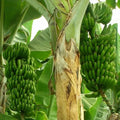 Wild Banana Tree Seeds - Musa acuminata - Tropical Fruit Planting Seeds - 10 Seeds for Garden or Container