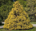 Weeping Cypress Pine Seeds - 25 Non-GMO Hesperocyparis Funebris for Garden Planting, Drought-Resistant, Evergreen Tree Seeds