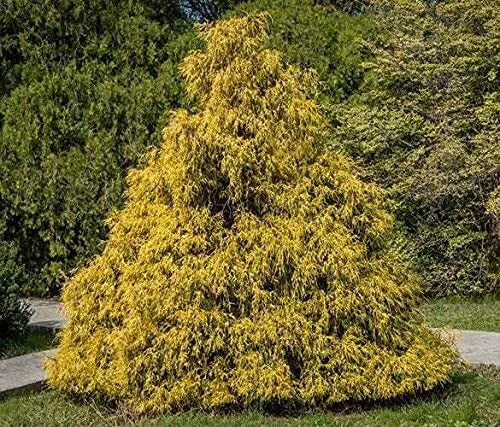 Weeping Cypress Pine Seeds - 25 Non-GMO Hesperocyparis Funebris for Garden Planting, Drought-Resistant, Evergreen Tree Seeds