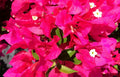 Bougainvillea Live Plug Plant - VERA LYNN - Perennial Vine with Magenta Blooms, Drought Tolerant, Well Rooted, USA Seller