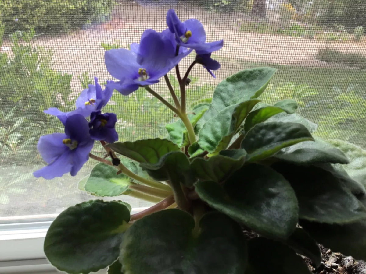 African Violet Cutting - 6-Inch Stemmed Sport with Rooting Leaves - Saintpaulia ionantha "Elegance" Indoor Houseplant