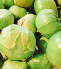 Organic Green Tomatillo Seeds - 50+ Pack for Salsa, Physalis ixocarpa, Non-GMO, USA Grown, Easy to Grow, Container Friendly
