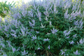 Chaste Tree Bare Root Plant 20-24 Inches Lavender Flowers Bee Friendly Vitex angus-castus 'Shoal Creek'