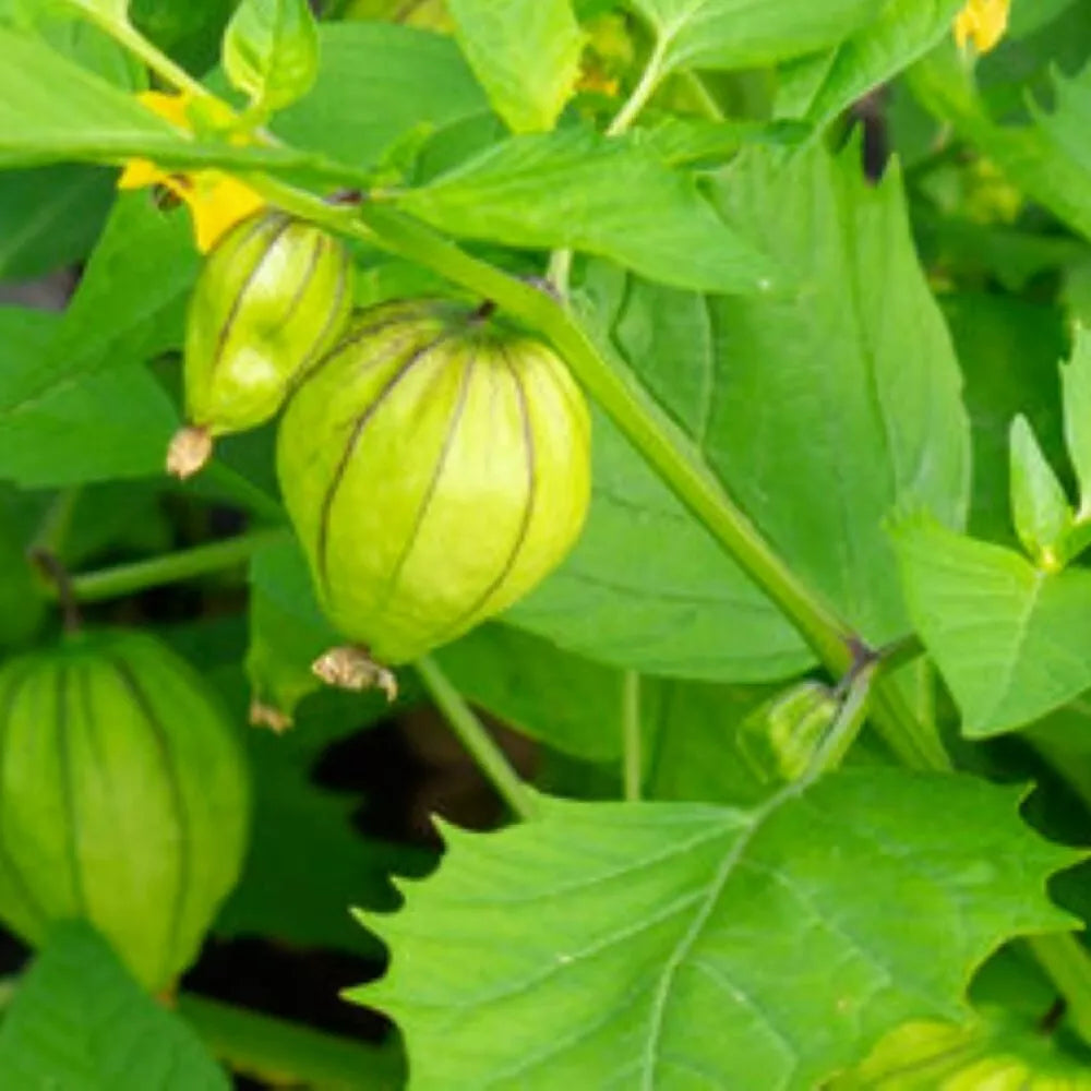 Tomatillo Seeds Grande Rio Verde Heirloom NON-GMO Physalis ixocarpa Fresh Garden Seeds