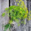 Heirloom Long Island Mammoth Dill Seeds | Culinary Herb Seeds | Anethum graveolens | Aromatic, Easy to Grow, Non-GMO