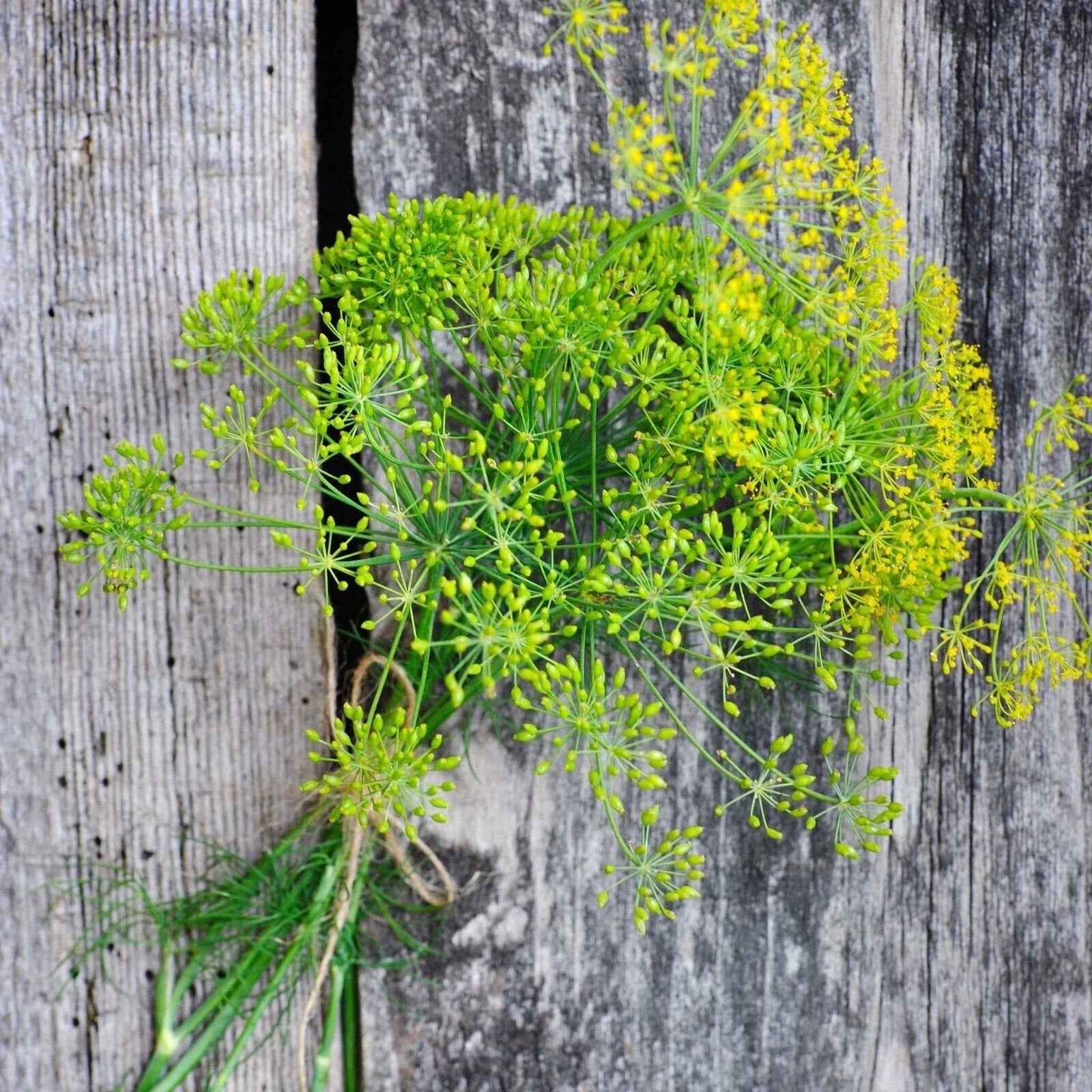 Heirloom Long Island Mammoth Dill Seeds | Culinary Herb Seeds | Anethum graveolens | Aromatic, Easy to Grow, Non-GMO