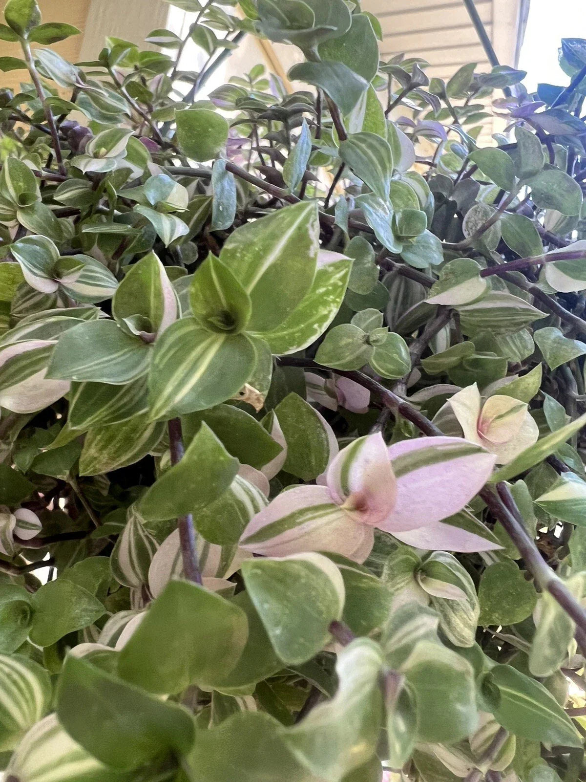Variegated Callisia Repens Cuttings – 5 Live Wandering Tradescantia Houseplant Propagation for Indoor Gardening
