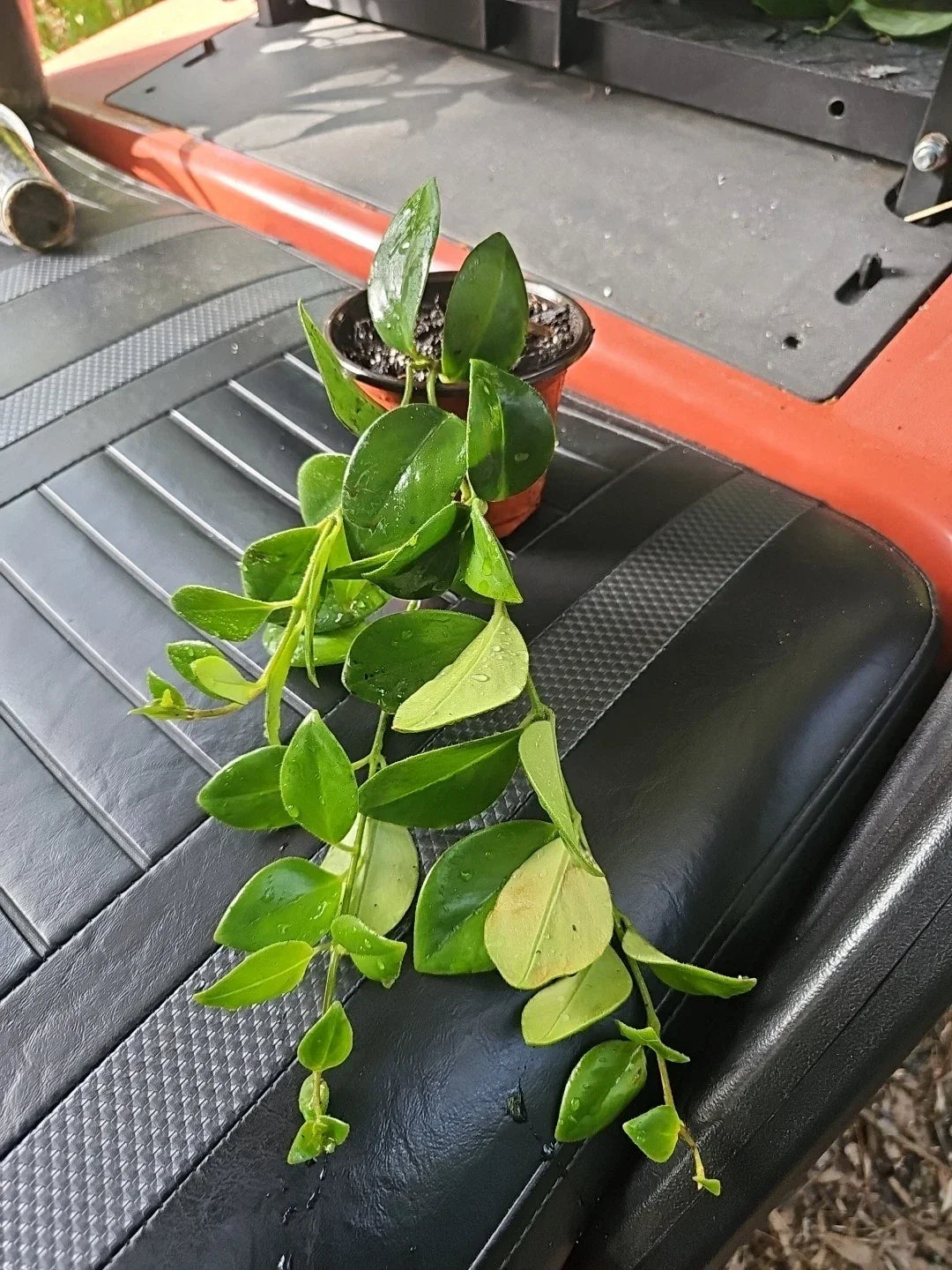 Lipstick Plant 4" Pot Aeschynanthus obconicus Mona Lisa Trailing Indoor Greenery Easy Care