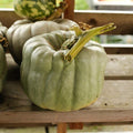 Queensland Blue Pumpkin Seeds - 25 Pack, Cucurbita maxima, Blue-Grey, Edible Flesh, Garden Planting, USA Grown
