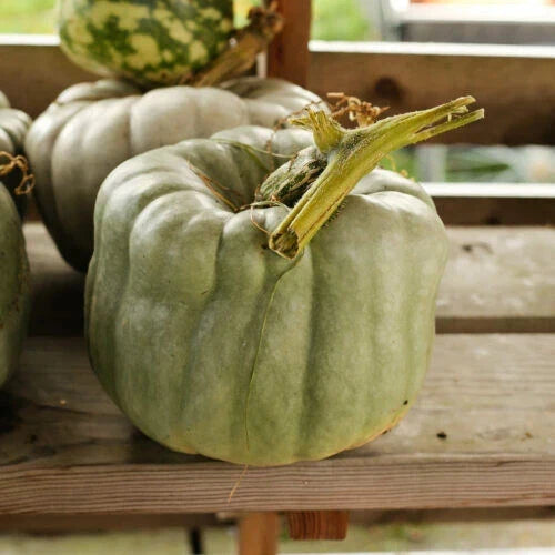 Queensland Blue Pumpkin Seeds - 25 Pack, Cucurbita maxima, Blue-Grey, Edible Flesh, Garden Planting, USA Grown