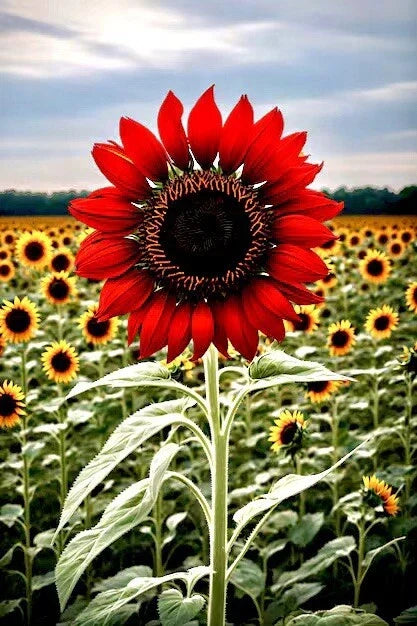 Red Sun Sunflower Seeds – Non-GMO Heirloom Flower Seeds for Tall, Vibrant Blooms | Helianthus annuus
