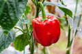 Sweet Red Girl Bell Pepper Seeds, Capsicum annuum, Heirloom, Non-GMO, Vegetable Gardening, 100 Seeds for Home Garden