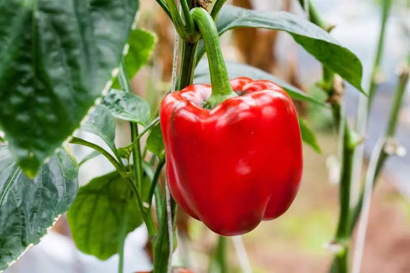 Sweet Red Girl Bell Pepper Seeds, Capsicum annuum, Heirloom, Non-GMO, Vegetable Gardening, 100 Seeds for Home Garden