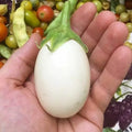 Organic White Eggplant Seeds - Heirloom, Non-GMO, Solanum melongena, 50+ Seeds for Home Gardening