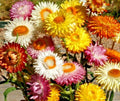 Strawflower Seeds Mix - 401+ Wildflower Seeds for Dried Flowers & Garden - Xerochrysum bracteatum