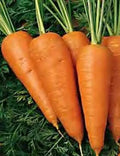 Chantenay Red Cored Carrot Seeds – Heirloom Organic Daucus carota, 1000+ Vegetable Garden Seeds for Culinary & Fresh Eating