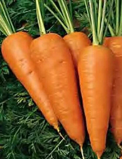 Chantenay Red Cored Carrot Seeds – Heirloom Organic Daucus carota, 1000+ Vegetable Garden Seeds for Culinary & Fresh Eating